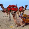 Bharat Darshan Rajasthan Tour Packages