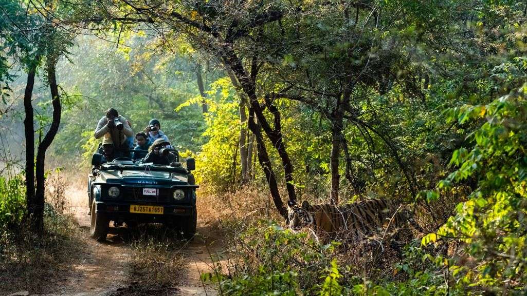Luxury Ranthambore National Park Safari by Bharat Darshan Tours Dwarka