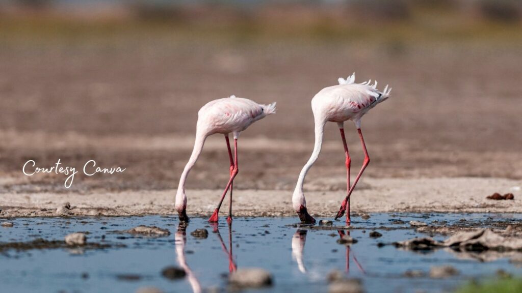 Bharat Darshan 2 Jyotirlinga and Rann of Kutch