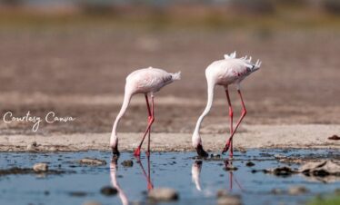 Bharat Darshan 2 Jyotirlinga and Rann of Kutch