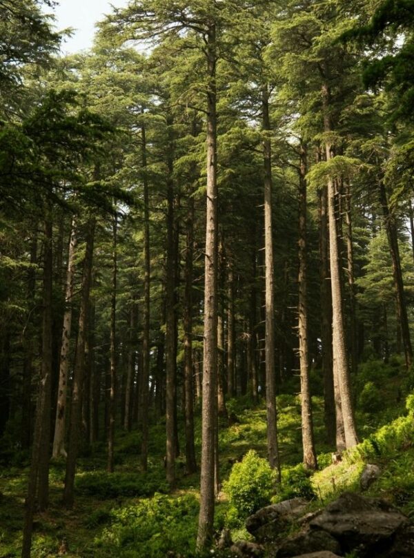 Bharat Darshan Kafni Tours