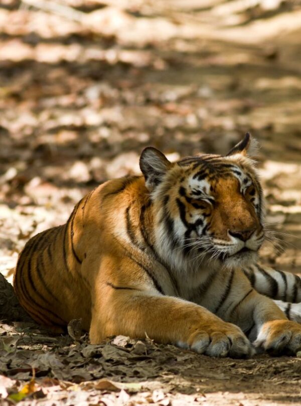 Bharat Darshan Kumaon Tour3