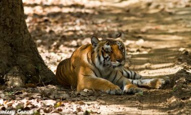 Bharat Darshan Corbett and Nainital Trip3