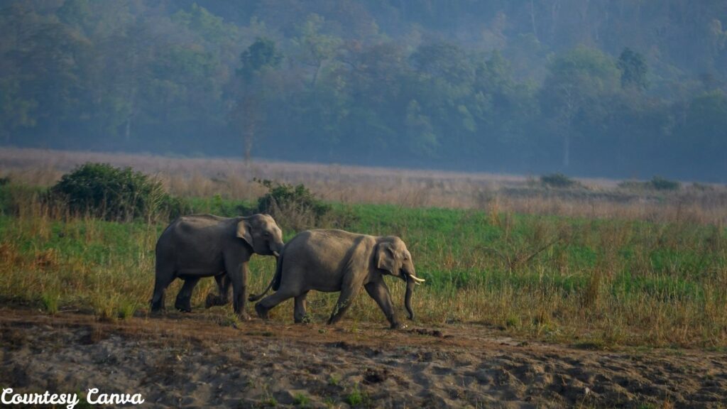 Bharat Darshan Corbett and Nainital Trip3