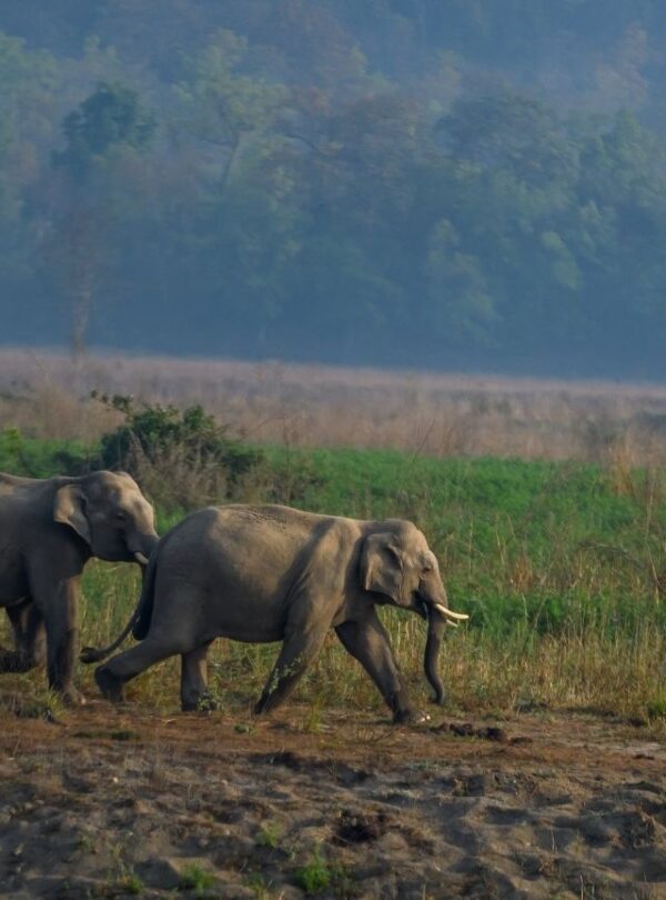 Bharat Darshan Corbett and Nainital Trip3
