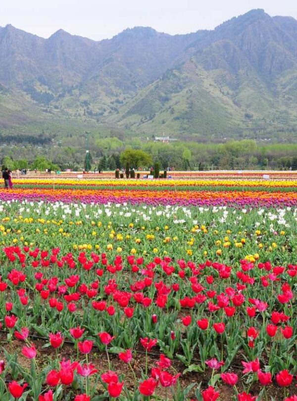 Bharat Darshan Kashmir Trip1