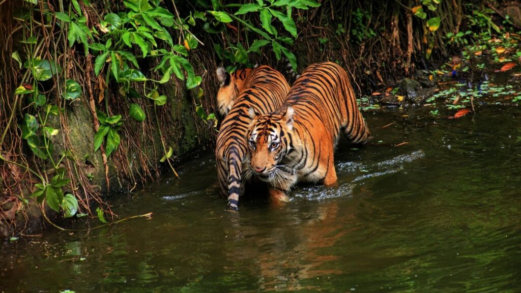 Panna National Park Safari