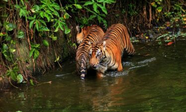 Panna National Park Safari