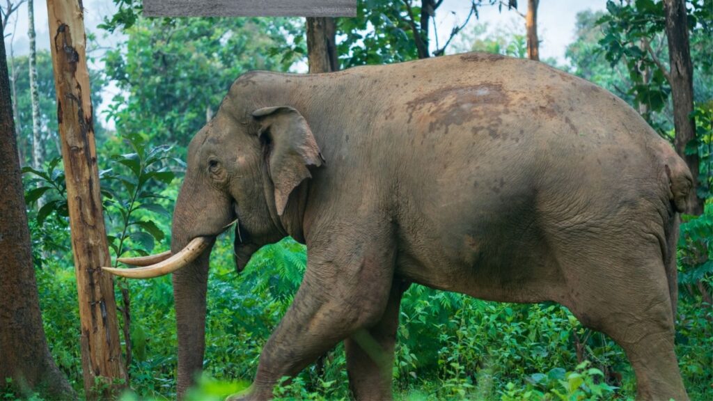 Bharat Darshan Ooty Wayanad tour Packages