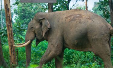 Bharat Darshan Ooty Wayanad tour Packages