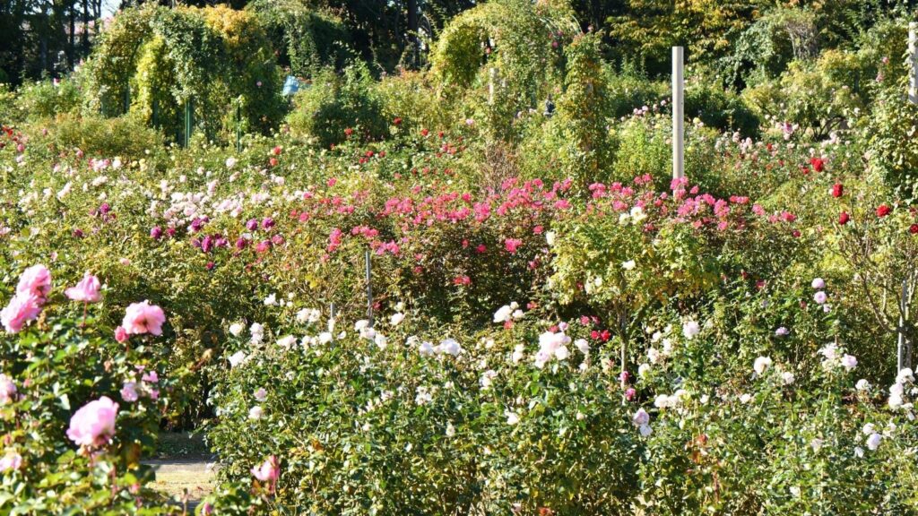 Bharat Darshan Ooty Wayanad tour Packages