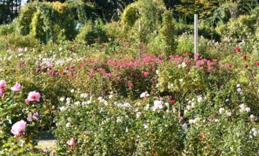 Bharat Darshan Ooty Wayanad tour Packages