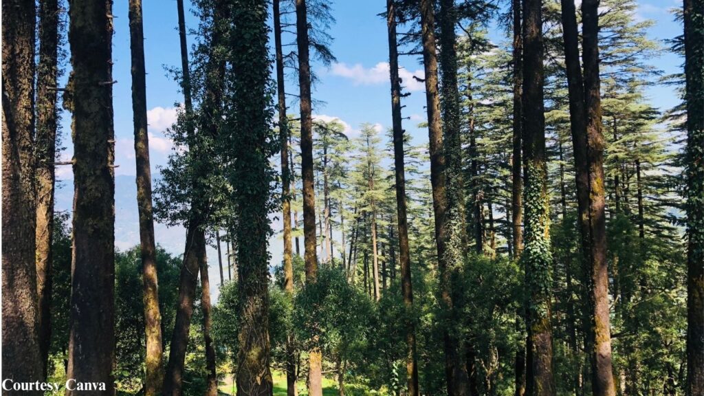 Bharat Darshan Mussoorie and Dhanaulti Combo